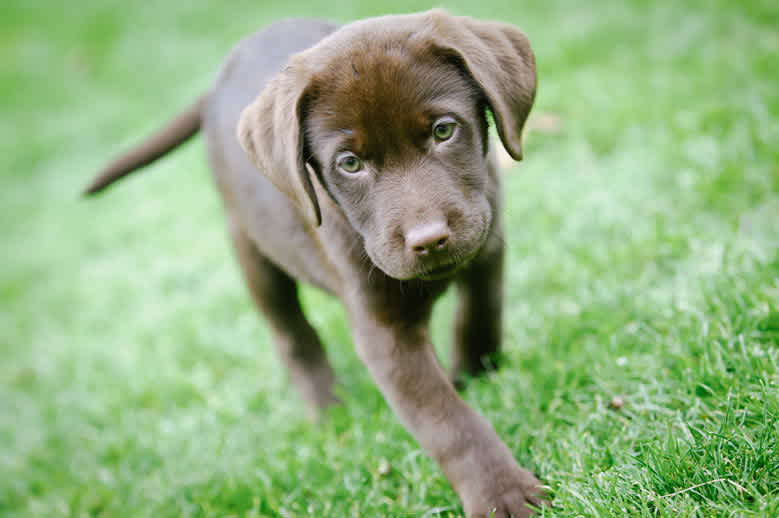 labpuppy.jpg